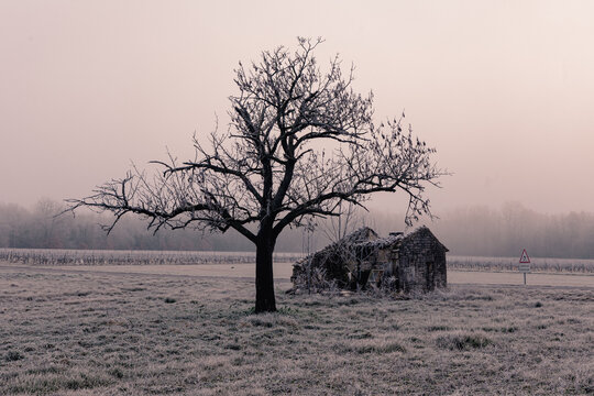 L'arbre et le cabanon