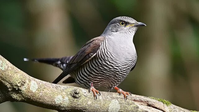 A cuckoo (Cuculus canorus) stands on a bare branch in its natural environment. Yellow eyes and orange legs are visible, 4K UHD