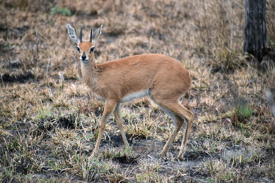 Steenbok (Raphicerus campestris)