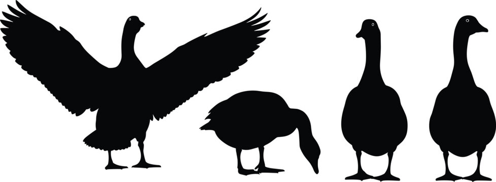 Black Goose Silhouette Collection Featuring Standing Grazing and Flying Waterfowl with Open Wings for Farm and Nature Wildlife Design