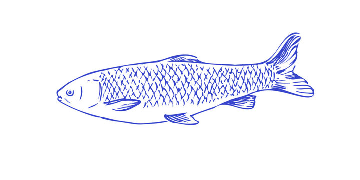Realistic Grass Carp. Freshwater Fish Drawing. White Amur illustration in Vector