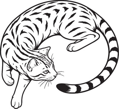 Bengal Cat Chasing Tail Circle Pose Black and White Line Art Vector Illustration