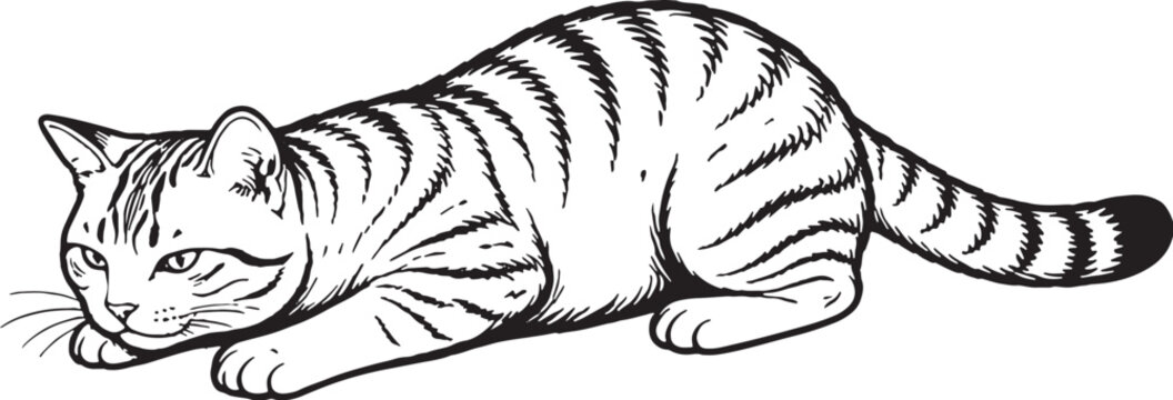 American Shorthair Cat Pouncing Low Crouch Black and White Line Art Illustration