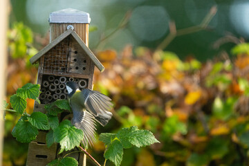 Great tit hovering like a hummingbird while picking insect larvae from a shelter in an autumn vegetable garden © Richard