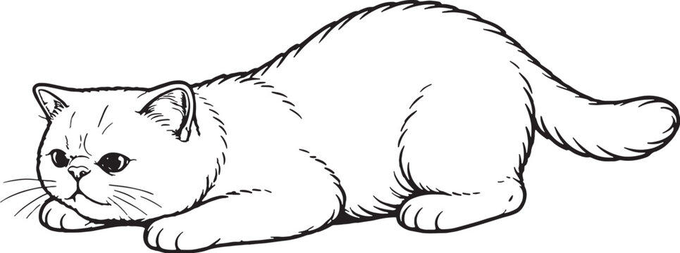 Exotic Shorthair Cat Pouncing Low Crouch Line Art Black White Hunting Behavior Illustration.eps