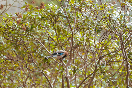 Eurasian Jay perches on a thin branch. Green leaves and brown twigs fill the background. Sunlight filters through the foliage. The bird faces left, alert and still
