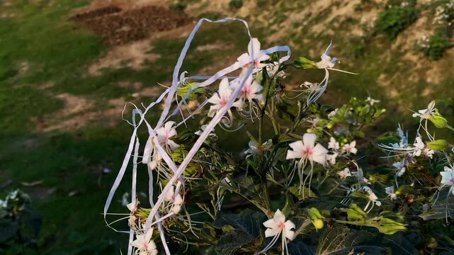 Close-up of white Cat's Whiskers flowers (Orthosiphon) blooming in a garden, macro shot