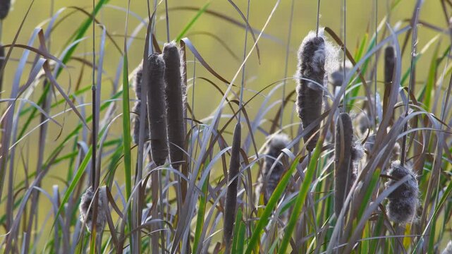 field of cattail reeds fluffy blowing against sunset light