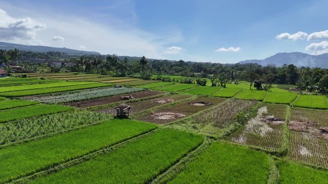 An expansive aerial drone shot reveals a geometric patchwork of vibrant green rice terraces and cultivated fields bordering a peaceful residential village under the bright morning tropical sun.
