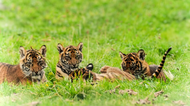 Sumatran tiger cubs with vibrant stripes rest on green grass at Manor Wildlife Park, Pembrokeshire, showcasing wildlife in a natural setting.
