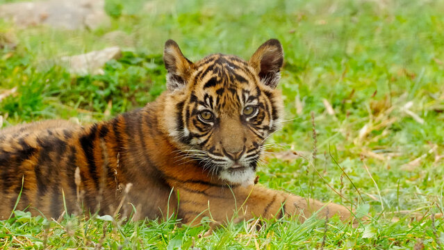 A Sumatran tiger cub rests on grass at Manor Wildlife Park, Pembrokeshire, displaying its striking orange and black stripes in a natural setting.