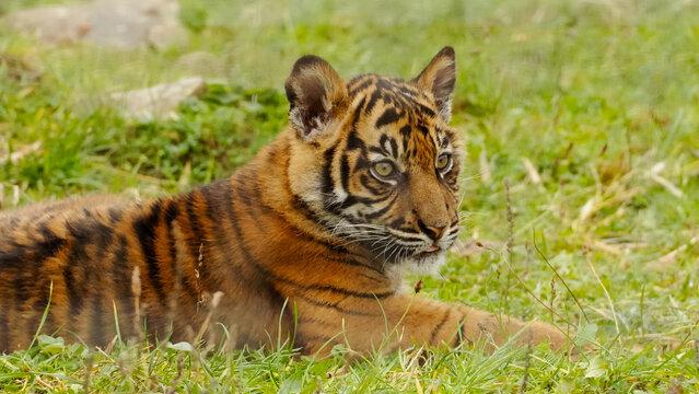 A Sumatran tiger cub rests on grass at Manor Wildlife Park, showcasing its striking orange and black stripes in a natural outdoor environment.