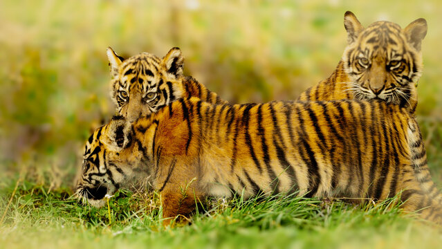 Sumatran tiger cubs at Manor Wildlife Park, Pembrokeshire, display their striking stripes while resting on grass in an outdoor environment.