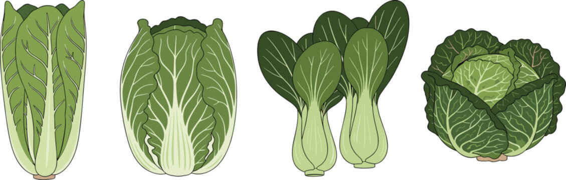 Green leafy vegetable illustration set featuring lettuce, cabbage, napa cabbage, and bok choy in fresh organic food flat vector style