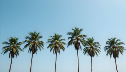 Obraz premium Row of tall palm trees against a clear blue sky, capturing a minimal tropical landscape with serene summer vibes, natural beauty, and a peaceful coastal atmosphere