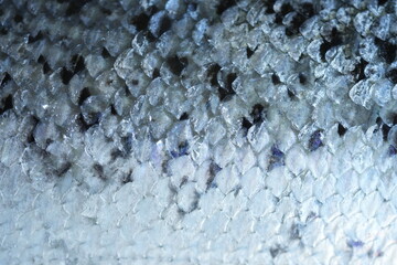macro texture of trout fish scales with natural gradient from light silver to dark tones. Detailed close-up of fresh red fish skin with shiny, wet surface and organic pattern. Perfect for backgrounds, © Анна Климчук