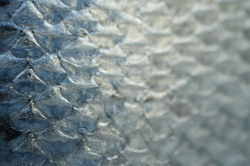 macro texture of trout fish scales with natural gradient from light silver to dark tones. Detailed close-up of fresh red fish skin with shiny, wet surface and organic pattern. Perfect for backgrounds, © Анна Климчук
