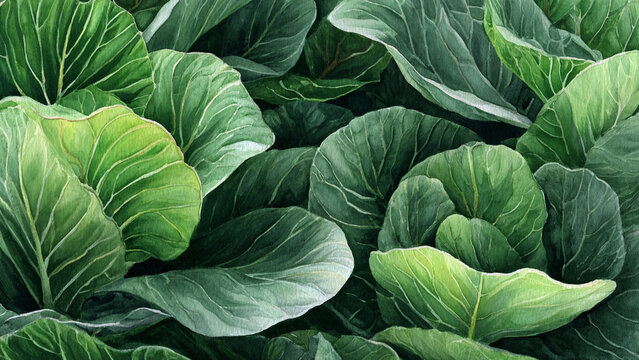 Hand-painted watercolor illustration of collard greens in full frame composition, dense overlapping large leaves with deep green tones and broad texture, ideal for food background.