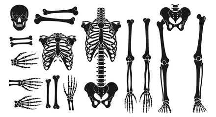 Obraz premium Anatomical Skeleton Parts Collection: Skull, Rib Cage, Hands, Pelvis, Legs