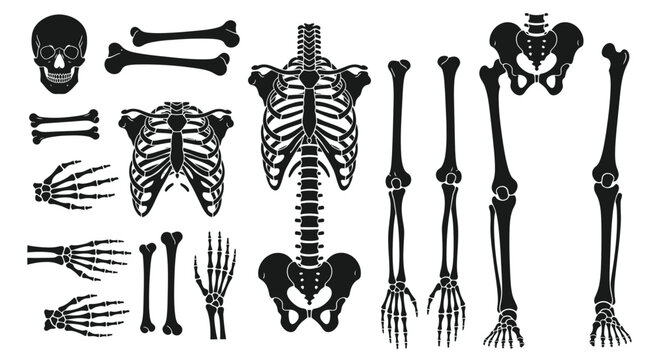 Anatomical Skeleton Parts Collection: Skull, Rib Cage, Hands, Pelvis, Legs