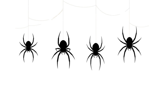 Four black widow spiders hanging from their threads on white background spider arachnid insect creepy crawling halloween spooky eight legs silhouette thread web illustration multiple