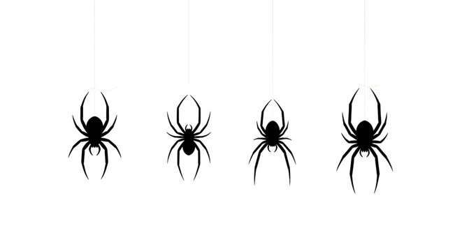 Four black widow spiders hanging from threads on white background spider insect arachnid halloween spooky creepy eight legs thread illustration silhouette icon set group arachnids