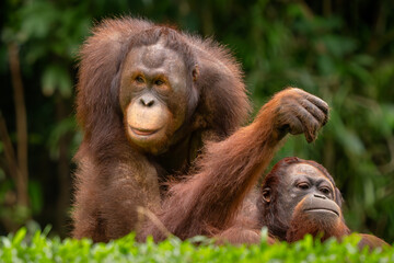 Fototapeta premium Bornean Orangutan - Pongo pygmaeus, portrait of beautiful large popular ape endemic to the island of Borneo, Malaysia.