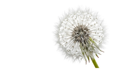 Fototapeta premium Dandelion flower illustration with green stem and white seeds