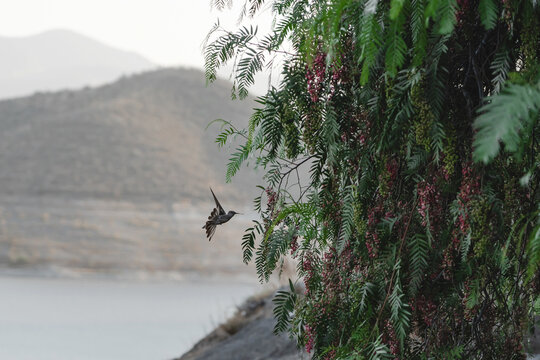 Colibr&iacute; en vuelo junto a &aacute;rbol con flores rosadas frente a lago y monta&ntilde;as neblinosas
