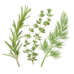 Fototapeta premium Fresh bundle of aromatic herbs including rosemary, thyme, and dill sprigs isolated on transparent background