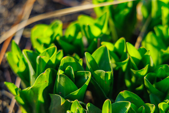 Glossy Green Foliage of Colchicum Speciosum Emerging from Soil in Bright Morning Sunlight on a Sunny Winter Day in a January Garden Nature Background