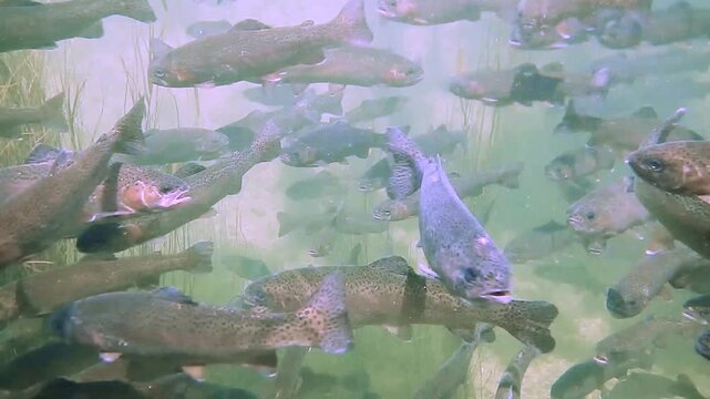 Regenbogenforellen schwimmen unterwasser in einer Fischzucht