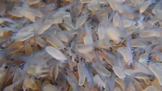 Junge Forellen mit Dottersack als Fischbrut kurz nach dem Schlupf aus dem Ei in der Fischzucht mit Unterwasservideo