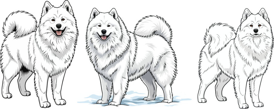 Samoyed dog standing in snow facing front smiling pose set