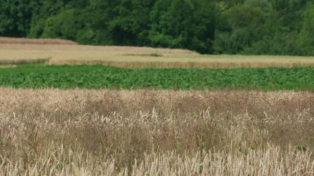 Heat shimmer over wheat field in summer
