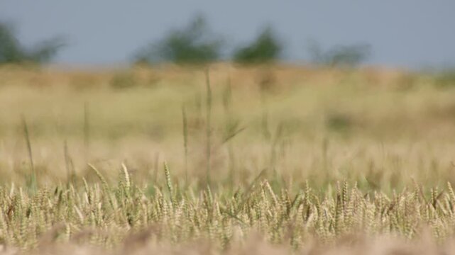 Heat shimmer over wheat field in summer