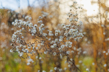 Fototapeta premium Basal Rosette of Bronzed Winter Foliage of Coreopsis Grandiflora Tickseed in Bright Morning Sunlight on a Sunny Winter Day in a January Garden Nature Background