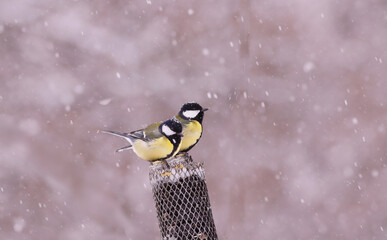 A pair of Great Tits on a feeder under snowfall. © chermit
