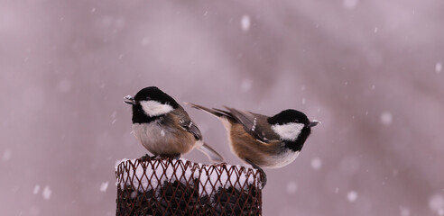 A pair of Black-headed Tits on a feeder during a snowfall... © chermit