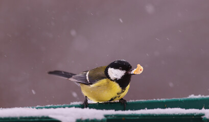 The great tit holds a peanut in its beak and is not afraid of the snow... © chermit
