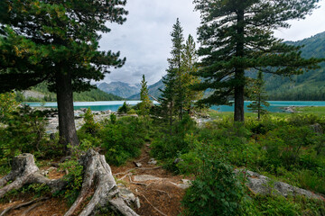 Fototapeta premium Scenic view of mountain lake through pine trees in serene forest landscape