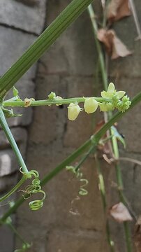 Delicate Chayote Flowers and Tendrils on the Vine