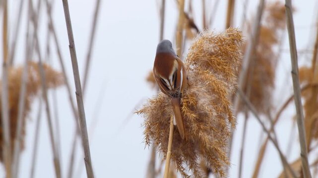 Wildlife - Birds. They feed on bearded reedling (Panurus biarmicus) birds, insects and reed seeds that live in large reeds in wetlands.