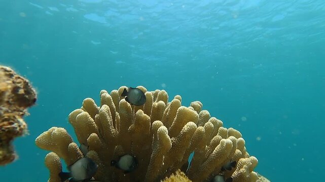 A school of Hawaiian dascyllus damselfish rush into coral to hide from a perceived threat, and then reappear cautiously as the threat fades, in Kapalua Bay, in Maui, Hawaii, on June 25, 2024.