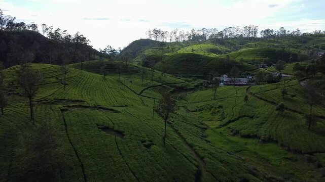 Flying low over a lush green tea estate. Smooth cinematic movement with rich greenery. Ideal for nature, travel, and documentary projects | Haputale, Sri Lanka