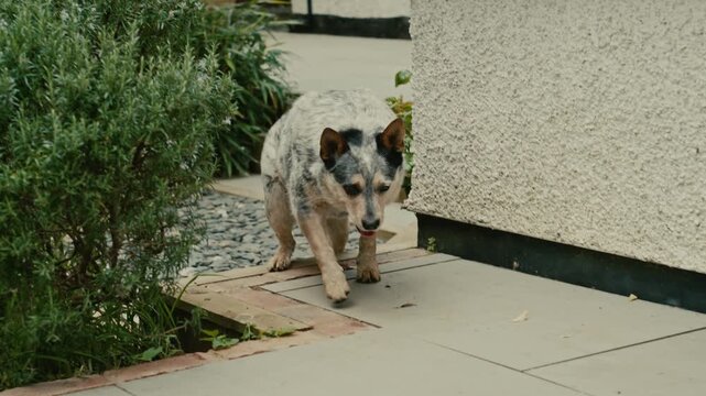 Australian Cattle Dog on the prowl