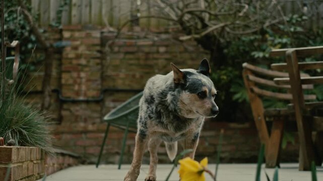 Cattle Dog in the garden