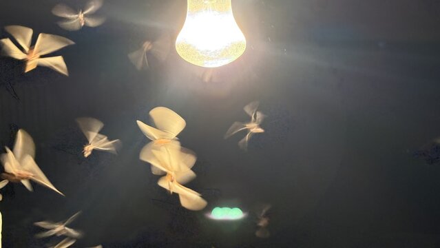 Ethereal moths drawn to the radiant light of an incandescent bulb at dusk