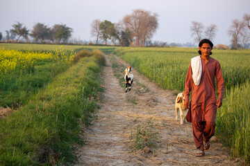 Fototapeta premium Man walking with goats on a rural dirt path through green agricultural fields at sunset countryside scene