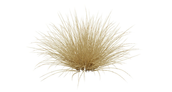 Dry Grass Tuft Plant Isolated on Transparent Background. 3D rendering.